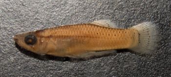Media type: image;   Ichthyology 36171 Aspect: lateral,description